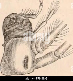 . Die cyclopaedia von Anatomie und Physiologie. Anatomie, Physiologie, Zoologie. 770 Krebstiere. sofort in Kontakt mit dem Sehnerv. Diese Augen sind offensichtlich von der Con-Kreuzung mehrerer stemmata unter einem gemeinsamen Hornhaut. Die Apus, neben seinen Paar einfache Augen, präsentiert ein anderes Mittel Paar, hinter und in einiger Entfernung von diesen. Die Amphihoe Prevostii und einige andere Edriophthalmians vorhanden, um den Übergang von der Form letzte, der wirklich Kom-lbs-Augen beschrieben, in unterschiedlichen Facetten. Die Hornhaut in diesen gebildet wird von zwei transparente Laminae, von denen der Externen ist smoo Stockfoto