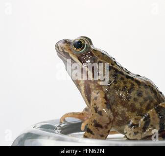 Grasfrosch (Rana temporaria), Seitenansicht Stockfoto