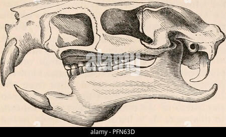 . Die cyclopaedia von Anatomie und Physiologie. Anatomie, Physiologie, Zoologie. RODENTIA. 371 post-orbital apophysis des frontalen, die letztere ist nicht vorhanden. Die frontale Knochen, Abb. 253.. Schädel des Ondatra. Die zusammen, lange bevor der parietal, wesentlich verkleinert werden konsolidiert sind, Con-Sequenz mit der Erweiterung des temporals und die Enge des inter-Orbital space. Die inter-Parietalen für eine lange Zeit klar unterscheidbar sind, es ist sehr groß und liegt zwischen den beiden parietals, die zwei temporals und die Sphenoid. Den hinteren Halterungen sphenoid viel höher in die Tempo Stockfoto