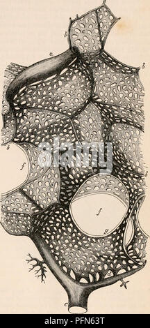 . Die cyclopaedia von Anatomie und Physiologie. Anatomie, Physiologie, Zoologie. Die Atmung. 273 System: "Die zweite, Lungen-, oder kleine Zirkulation." Die Ernährung für einige Teile dieser Organe durch eine andere Reihenfolge der Schiffe nachhaltig ist, von diesen unterscheiden. Die Lungenarterien, Durchführung von venösem Blut, und ausgehend von der rechten Herzkammer, ist der Kanal, durch den das Blut bestimmt arterialised werden in die Lunge befördert wird. Es ist in seiner Verbreitung auf den Bereich der wahren pulmonale Gewebe, wie von den bronchialen Unterschieden umschrieben. Der Plexus durch seine Zweige gebildet wird emph Stockfoto