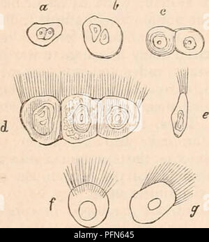 Dieser Eintrag im *Cyclopædia of Anatomy and Physiology* beschreibt die Rolle der Schleimhaut bei der Drüsenfunktion. Der artikel behandelt verschiedene Epithelgewebe, einschließlich nicht-ciliated und ciliated-Typen, und ihre physiologische Relevanz. Die Abbildungen helfen dabei, diese Epithelformen im menschlichen Körper, wie die Membran der Trommelfell (Trommelfell), sichtbar zu machen. Stockfoto
