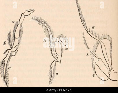 . Die cyclopaedia von Anatomie und Physiologie. Anatomie, Physiologie, Zoologie. lungs-, oder, dass die Formulare, die Sie übernehmen, in Har-mony mit den verwendet, denen Sie dienen, machen Sie haftet verwechselt zu werden. Es ist sehr unter- schiedlichen im Embryo; hier, in der Tat, wie unter: Die einfachsten Formen der Serie, der Gesamtheit der Extremitäten sind zunächst ähnlich; und es ist nur in Folge der entfernteren Entwicklungen, dass jedes Paar schließlich übernimmt Taucher - Hochschulen in Form und Charakter im Zusammenhang mit den verschiedenen Funktionen, für die Sie sind insbesondere bestimmt. In den perfekten Zustand der Entwicklung, die Extremitäten in der Stockfoto