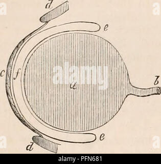 . Die cyclopaedia von Anatomie und Physiologie. Anatomie, Physiologie, Zoologie. 316 REPTILIA. Membrane, die Mitte Tunika des Augenlides. Dies ist sehr zart und weich, und vollkommen transparent im Zentrum, sondern auf - Abb. 232.. Diagramm der Bindehaut einer Schlange. (Nach Cloquet.) Ein, Auge - Kugel; b, Sehnerv; c, Augenlid, d Haut; e e, f, Bindehaut. Stationen seinem Umfang sie umschließt einige Opak weißliche Fasern, durch Cioqnet muskulös zu werden. Diese Schicht, am Rand der Orbit, ist offensichtlich kontinuierlich mit der Dermis: Intern ist es durch die dritte Schicht, die gesäumt von mucou Stockfoto