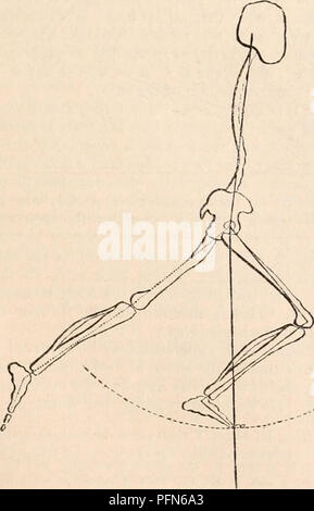 . Die cyclopaedia von Anatomie und Physiologie. Anatomie, Physiologie, Zoologie. Abb. 258. Fis. 259.. Bitte beachten Sie, dass diese Bilder sind von der gescannten Seite Bilder, die digital für die Lesbarkeit verbessert haben mögen - Färbung und Aussehen dieser Abbildungen können nicht perfekt dem Original ähneln. extrahiert. Todd, Robert Bentley, 1809-1860. London, Sherwood, Gilbert, und Piper Stockfoto