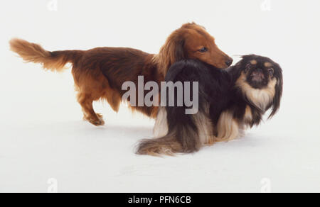 Eine goldene rot Spaniel oder langhaarigen Dackel starrt auf die Rückseite eines kleineren japanischen Kinn oder Pekinesen mit langen dunklen seidiges Fell. Stockfoto