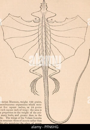 Dieser Eintrag in der *Cyclopaedia of Anatomy and Physiology* deckt die Anatomie der *Volant Lacerta* ab, wobei der Schwerpunkt auf ihrer Flügelstruktur liegt und sie in Bezug auf Struktur und funktionelle Morphologie mit Insektenflügeln verglichen wird. Stockfoto