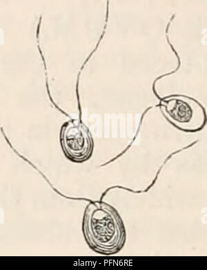 . Die cyclopaedia von Anatomie und Physiologie. Anatomie, Physiologie, Zoologie. Zelle von Protococcus pluvialis, mit Zoosporen, etwa 25 Durchm. (Ebd.) aktive Bewegung und sind mit einem Paar vibratile zilien eingerichtet, die aus den anterioren Abb. 128.. Freie Zoosporen der gleiche. (Ebd.) Extremitäten. Im Laufe ihrer weiteren Entwicklung, diese aktiv bewegen von Körpern, die wir Zoosporen anrufen wird, werden mit einem eindeutigen Membran investiert. Dies scheint ein vorbereitender Schritt für die Einstellung ihrer Bewegungen; kurz danach sind sie beobachtete ihre vibratile Zilien zu verlieren, und Stockfoto