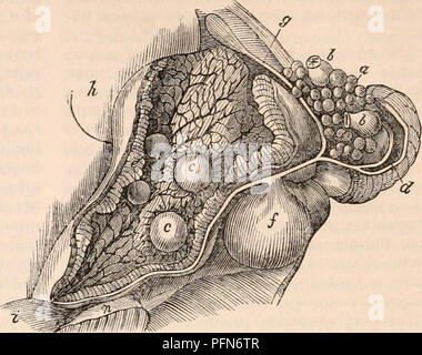 . Die cyclopaedia von Anatomie und Physiologie. Anatomie, Physiologie, Zoologie. 396 MONOTREMATA. thorhynchus, ist eine kugelige Form und sehr Fast füllt die ovisac. Der Durchmesser des Germinal Vesikel mit der Eizelle als 1 bis 38. Die vitelline Flüssigkeit ist reich an der Zahl der kernhaltigen Zellen oder Granulat, das vermischt, die ein klares, farbloses Öl-Globuli. Die vitelline Membran ist mäßig dick, glatt, und stark lichtbrechende. Die Eizelle se ist - von der ovariellen Vesikel parated, oder Futter Membran des ovisac, die durch eine sehr kleine Menge Flüssigkeit und einer Schicht von Granulaten oder Zellen. Die pro Stockfoto