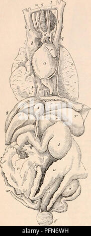 . Die cyclopaedia von Anatomie und Physiologie. Anatomie, Physiologie, Zoologie. 3BS MONOTREMATA. Abb. 187.. Brust- und Bauchhöhle Eingeweide, Ornithorhynchus. (Meckel). Echidna ist unprovided mit den Zähnen; aber der Gaumen ist bewaffnet mit sechs oder sieben Quer Reihen von starken, scharfen, aber kurzen retroverted Stacheln. Die Zunge ist lang und schlank wie in den wahren Ameisenbären; seine Dorsum ist Breit, Flach, hart und mit harten Papille belagert, und die Insekten sind zweifellos zerkleinert und zwischen den?e und die Pa'atal Dornen zerfetzt. Wie, das Essen wird weniger Zerkleinerung im Mund dieses Monotreme als Stockfoto