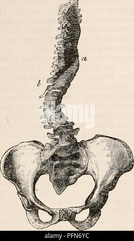 Dieser Eintrag in der „Cyclopedia of Anatomy and Physiology“ (Cyclopedia of Anatomy and Physiology) untersucht die Variationen des Beckens und konzentriert sich dabei auf eine trichterförmige Deformität, die durch Verengung der antero-posterioren Durchmesser verursacht wird, wie sie bei bestimmten weiblichen Becken zu beobachten ist. Es zeigt die wackelige Kurve der Wirbelsäule und enthält anatomische Abbildungen, die die Diskussion über diese Unterschiede in der menschlichen Skelettstruktur unterstützen. Stockfoto