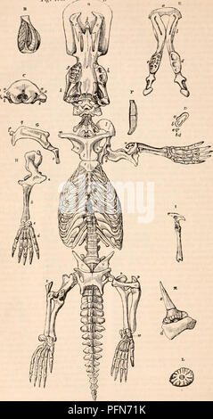 . Die cyclopaedia von Anatomie und Physiologie. Anatomie, Physiologie, Zoologie. 372 Schwein. 173 MONOTREMATA. A. Skelett des Ormthorhynehut. (Meckel). Bitte beachten Sie, dass diese Bilder sind von der gescannten Seite Bilder, die digital für die Lesbarkeit verbessert haben mögen - Färbung und Aussehen dieser Abbildungen können nicht perfekt dem Original ähneln. extrahiert. Todd, Robert Bentley, 1809-1860. London, Sherwood, Gilbert, und Piper Stockfoto