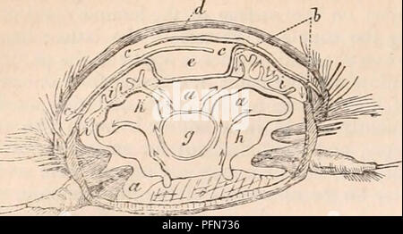 . Die cyclopaedia von Anatomie und Physiologie. Anatomie, Physiologie, Zoologie. Oia ZILIEN. Abb. 299.. A. Querschnitt der Aphrodita aculeata.. Bitte beachten Sie, dass diese Bilder sind von der gescannten Seite Bilder, die digital für die Lesbarkeit verbessert haben mögen - Färbung und Aussehen dieser Abbildungen können nicht perfekt dem Original ähneln. extrahiert. Todd, Robert Bentley, 1809-1860. London, Sherwood, Gilbert, und Piper Stockfoto