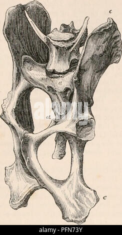 . Die cyclopaedia von Anatomie und Physiologie. Anatomie, Physiologie, Zoologie. Becken. 159 verkleidet als die Welle in den meisten bestellen. Sie bilden mit der Wirbelsäule eine hngle des "about Abb. 98.. Pehis der Hase, anterior vieiv. 165° in der Hase und 150° in das Stachelschwein. In der Copyrus, Ratten, Mäuse und Meerschweinchen Schwein, sie sind nahezu parallel mit der Wirbelsäule; aber in der Jerboa überqueren Sie die Wirbelsäule in einem Winkel viel weniger als in anderen, über 140°. In der Jerboa Die Darmbeinschaufeln sind gekrümmte-Stationen überlegen und projizierte viel auf dem dorsum der Wirbelsäule, bis über das längliche Stacheln von Stockfoto