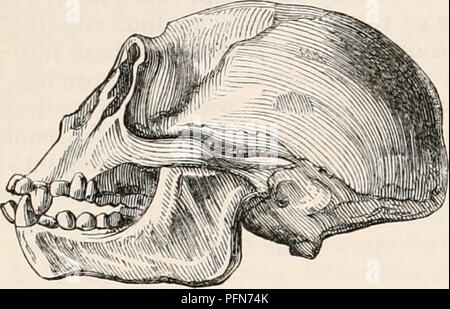 . Die cyclopaedia von Anatomie und Physiologie. Anatomie, Physiologie, Zoologie. QUADRUMANA. 212, die die überhöhten Zungenbein befindet. Das gleiche Zeichen in der Gattung Ateles gefunden werden. In Mycetes, Lagothrix und Callithrix, es ist eine eigentümliche runde Öffnung in der Bahnebene, Teil der jochbeinbogen Knochen, die den Anschein hat, als ob es in den Knochen durch einen Gimlet durchbohrt wurden. Mycetes, Ateles und vor allem Callithrix, leisten eine sehr auffallende Übereinstimmung mit Hylobates, im AP-pearance der posterioren Wand des Orbits, produziert durch die Konvexität der Orbital teil Der zygomati Stockfoto