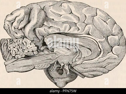 . Die cyclopaedia von Anatomie und Physiologie. Anatomie, Physiologie, Zoologie. QUADRUMANA. 207 Abb. 127.. Vertikalen Abschnitt des Gehirns des Orang-utan-cetan. (Nach der VV. Vrolik.) Diese unterschiedlichen Ansichten vergleichen des Gehirns Der unterlegenheit an den Orang-cetan ist so offensichtlich, dass es kaum eine weitere Erklärung. In der ersten Instanz, es scheint, dass das Gehirn des Cynocephalus, und, nach den Beobachtungen von TIEDEMANN, wir sagen das gleiche für alle Affen Unterlegen der Schimpanse, Orang-Utan-cetan könnte und der Gibbons, unterscheidet sich von dem Gehirn des Menschen: 1. Durch die größere bre Stockfoto