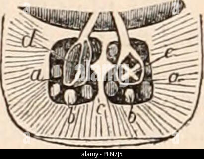 . Die cyclopaedia von Anatomie und Physiologie. Anatomie, Physiologie, Zoologie. 554 CEPHALOPODA. Abb. 235.. liquely nach unten und rückwärts, und wenn Luft oder Flüssigkeit durch es injiziert, die großen Hohlraum, in dem sich der vordere Teil des Auges-Ball wird gedehnt werden, und die Hornhaut ren - Ihre konvex. In der Poulp die entsprechende Blende (o, Jig. 216) ist etwas größer und mehr in die Achse der Vision: Seine minderwertig und posterioren Marge unterhalb der gegenüberliegenden Rand erweitert, so als halb-transpa-rent Vorhang hinter die externe Öffnung zu bilden. In der gemeinsamen Calamary und die Onych Stockfoto