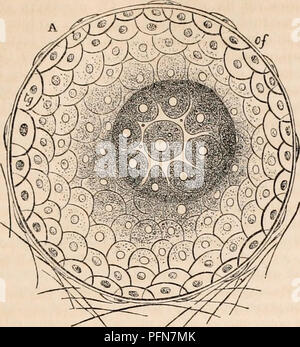 . Die cyclopaedia von Anatomie und Physiologie. Anatomie, Physiologie, Zoologie. OVUM. [95] Abb. 65*.. Bitte beachten Sie, dass diese Bilder sind von der gescannten Seite Bilder, die digital für die Lesbarkeit verbessert haben mögen - Färbung und Aussehen dieser Abbildungen können nicht perfekt dem Original ähneln. extrahiert. Todd, Robert Bentley, 1809-1860. London, Sherwood, Gilbert, und Piper Stockfoto