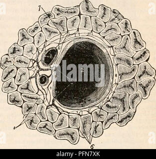 . Die cyclopaedia von Anatomie und Physiologie. Anatomie, Physiologie, Zoologie. Normale ANATOMIE DER LEBER. 167 Omentum, und begleitet Sie auf dem Portal Kanäle und interlobular Risse zu Ihrem endgültigen Verteilung in die Substanz der Läppchen. Es Formulare für jedes an den Läppchen einen deutlichen Kapsel, die es auf allen Seiten mit Ausnahme von seiner Basis investiert und dann ex ist verbreitet über das Ganze von außen an der Orgel, die richtige Kapsel der Leber bilden. Glissonextension's Capsule dient der Pfortader, Leberarterie aufrecht zu erhalten, und die hepatische Kanäle in Verbindung mit jeder E8288 Stockfoto