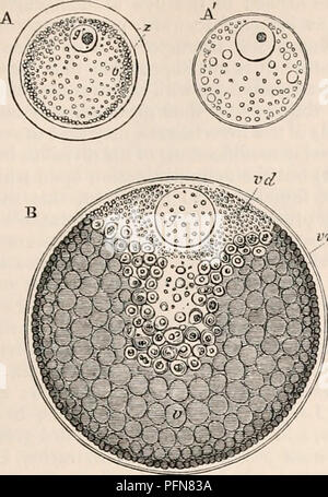 . Die cyclopaedia von Anatomie und Physiologie. Anatomie, Physiologie, Zoologie. OVUM. Abb. 31.. JOB.. Bitte beachten Sie, dass diese Bilder sind von der gescannten Seite Bilder, die digital für die Lesbarkeit verbessert haben mögen - Färbung und Aussehen dieser Abbildungen können nicht perfekt dem Original ähneln. extrahiert. Todd, Robert Bentley, 1809-1860. London, Sherwood, Gilbert, und Piper Stockfoto