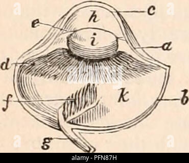 . Die cyclopaedia von Anatomie und Physiologie. Anatomie, Physiologie, Zoologie. 304 AVES. Zusammen mit einem haltbaren ligamentous Substanz, die die Fortsetzung der scle-rotic zwischen den Kanten, die sich gegenseitig überlappen. Die Hornhaut besitzt die gleiche Struktur wie in Mammalia, unterscheidet sich aber in Bezug auf die Form. Wenn Sie den hinteren Teil des Auges ist com - durch die Muskeln gedrückt, die körpersäfte sind nach vorne gedrängt und gelenkraum der Hornhaut, die zu dieser Zeit wird viel mehr Prominente in den meisten Vögeln, als es jemals in Mammalia beobachtet; und unter diesen Umständen, das Auge ist in einem Zustand für Perc Stockfoto