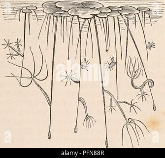 . Die cyclopaedia von Anatomie und Physiologie. Anatomie, Physiologie, Zoologie. OVUM. 17 dieser Tiere im Zoologischen System als der bislang gefolgt worden. Die meisten naturforscher sind jetzt beseitigt werden von den wahren Polypina der Bryozoa oder sogenannte Ciliobrachiatc Polypes, der, obwohl vor - zinsgarantie eine erhebliche Ähnlichkeit mit dem anthoid Polypes in ihrer äußeren Erscheinung, dennoch Ansatz viel mehr fast auf den Tu-nicated Acephalous Mollusca durch ihre interne Organisation; und bemerkenswerte Affinitäten haben sich zwischen einigen der Poly-Pina und Acalephre, die zeigen hingewiesen worden zu trennen. Stockfoto