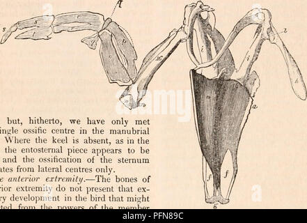 . Die cyclopaedia von Anatomie und Physiologie. Anatomie, Physiologie, Zoologie. 284 AVES. Im letzteren kann es geringfügige Indi- kationen der beiden Ordentlichen posterioren Risse beobachtet werden. Die Verknöcherung der perfekte Brustbein des Vogels beginnt ab fünf Zentren, - eine Mitte, die auf die Unterstützung der Kiel, bezeichnet durch Geoffroy St. Hilaire Die entosternal (a, Abb. 129); zwei vordere seitliche Stücke, die hyoster-nals (b, b, Jig. 129) und die beiden hinteren seitlichen Stücke, die hyposternals (c c, Abb. 129). Der Posterioren knorpeligen Hautanhangsgebilde er Begriffe xipht - sternals (gg, Jig. 1 Ich 29, 130). Wenn zu diesen hinzufügen Stockfoto