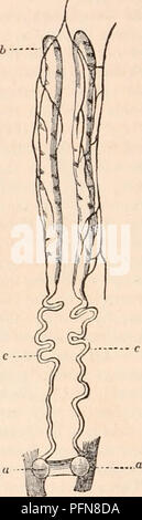 . Die cyclopaedia von Anatomie und Physiologie. Anatomie, Physiologie, Zoologie. Abb. 102. Die in diesem Teil des Sehers e rung der Hoden gebracht haben könnte. Schließlich, und dieser Nachweis ist noch schlüssiger, auf sorgfältig prüfen, die unter der Oberfläche des Abdomen eines männlichen, entdeckte er an seiner Basis, d. h. an dem Punkt, wo sie in den Thorax eingefügt ist, zwischen der aper - Taufers von Atmung, und während der entsprechen-den vulvary Eröffnung des Weiblichen ing, zwei sehr kleine Öffnungen, in der transversalen Spalte platziert, die er ermittelt die wahre Outlets der männlichen Apparat, fie gefunden Stockfoto