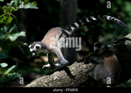 Ring-tailed Lemur (Lemur catta) - Ausführen von Maki à Queue annelée-Maki catta Stockfoto