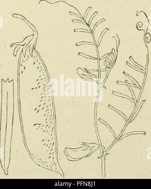 . De flora van Nederland. Pflanzen. Vicia pannonica Abb. 820. ; Kelk.. 1) gestreept Striata für.. -) Purpurascens=purperachtig. Â Â¢) Peregrina=. Bitte beachten Sie, dass diese Bilder sind von der gescannten Seite Bilder, die digital für die Lesbarkeit verbessert haben mögen - Färbung und Aussehen dieser Abbildungen können nicht perfekt dem Original ähneln. extrahiert. Heukels, Hendrik, 1854-1936. Leiden: N. v. boekhandel en drukkerij voorheen D.J.Brill Stockfoto