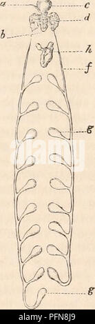 . Die cyclopaedia von Anatomie und Physiologie. Anatomie, Physiologie, Zoologie. besonderer Art und Weise unterwürfig zu Atmung, sind einfach eine Art papillen oder laminierte Cutane-ous Produktionen sehr wenig oder überhaupt nicht unterteilt, entweder an der Extremität oder Basis der Füße und in einem fast gleichmäßig über die gesamte Länge des Körpers verteilt (Aufsatz befestigt. 64,-,,/,./•) im eunice und anderer verwandter Gattungen, ihrer Position ist die gleiche, aber sie gehen davon aus, dass die Form eines länglichen Filament, mit einer Reihe von Verlängerungen eines ähnlichen filiform Form eingerichtet, entsorgt wie die Zähne von Stockfoto