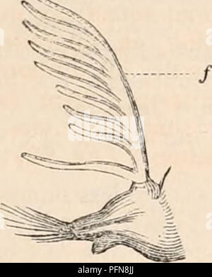 . Die cyclopaedia von Anatomie und Physiologie. Anatomie, Physiologie, Zoologie. ANNELIDA. 171 Abb. 73. besondere Weise unterwürfig zu Atmung, sind einfach eine Art papillen oder laminierte Cutane-ous Produktionen sehr wenig oder überhaupt nicht unterteilt, entweder an der Extremität oder Basis der Füße und in einem fast gleichmäßig über die gesamte Länge des Körpers verteilt (Aufsatz befestigt. 64,-,,/,./•) im eunice und anderer verwandter Gattungen, ihrer Position ist die gleiche, aber sie gehen davon aus, dass die Form eines länglichen Filament, mit einer Reihe von Verlängerungen eines ähnlichen filiform Form eingerichtet, dis Stockfoto