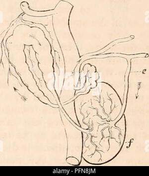 . Die cyclopaedia von Anatomie und Physiologie. Anatomie, Physiologie, Zoologie. 170 ANNELIDA. Seiten (d), der in hohem Grade Kontraktilen sind. Diese 'moniliform Schiffe" sind in einer Situation entsprechend der Eierstöcke eingetragen: Sie sind nach unten gerichtet und offenen in eine ventrale Behälter (6), die die mittlere Linie des minderwertigen Aspekt des Tieres nimmt, nach den gleichen Anschluss wie der Sub-nerval Schiff, aber weniger oberflächlich gelegen. Die kontraktilen parietes sind, und es können alternativ dazu gesehen werden Dilatation und Con-tracting gleichzeitig an jedem Teil entlang der gesamten Umfang. Das Blut fließt in Stockfoto