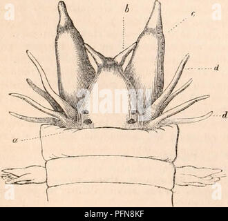 . Die cyclopaedia von Anatomie und Physiologie. Anatomie, Physiologie, Zoologie. 166 ANNELIDA. Gattungen Serpulu, Sabella, Tertbella, Amphitrite, Henrietta, und Siphostoma.) dritter Ordnung. - ANNELIDA TERRICOLA. Körper, völlig mittellos aus weichem Anhängsel. Füße, kaum oder gar nicht erkennbar ist, und nur durch einige Borsten vertreten. Kopf nicht unterscheidbar, ohne Augen, Antennen, oder Kiefer. Dieser Auftrag umfasst die Gattungen Clymena, Lumbricus, Nais, $ C. In der Klassifizierung der M. Cuvier Es ist die Hirudinida die Reihenfolge Anne - lides ubranches zu bilden. Vierter Ordnung. - ANNELIDA SUCTORIA. Körper mittellose Stockfoto