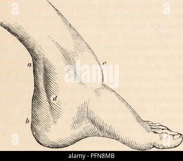 Diese Abbildung ist aus der „Cyclopedia of Anatomy and Physiology“ (Zyklopädie der Anatomie und Physiologie des Menschen) entnommen und bietet einen detaillierten Einblick in die Anatomie und Physiologie des Menschen. Die Abbildung zeigt eine Darstellung der Fußanatomie, einschließlich der Unterschenkel-, Malleolus- und Fußstrukturen, die in anatomischen Studien zum Verständnis der menschlichen Bewegung und der Fußmechanik verwendet werden. Stockfoto