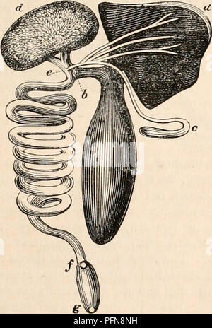 . Die cyclopaedia von Anatomie und Physiologie. Anatomie, Physiologie, Zoologie. Cles (e e} zusammen mit den Ductus choledochus communis (/'). Der Knorpeligen plagi - ostome Fische, und die meisten dieser Klasse kompliziert, haben ein Konglomerat Form der pan-creas Öffnung in der gleichen Situation. In der Stör und in das Schwert - Fish ein interme- diate Form ist zwischen der einfachen pan-gesehen creatic Follikel Der invertebrated Klassen und je komplizierter Konglomerat Orgel in der höheren vertebrata. Dies ist in der beigefügten Abbildung des chylopoietic Eingeweide gezeigt, wie ich sie in der Xiphias gladius gefunden (Ji Stockfoto