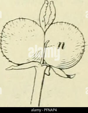 . De flora van Nederland. Pflanzen. 1) Naam bij Cato van een naar den Gott Mercurius genoemde Anlage. -) Annua=eenjarig.. Bitte beachten Sie, dass diese Bilder sind von der gescannten Seite Bilder, die digital für die Lesbarkeit verbessert haben mögen - Färbung und Aussehen dieser Abbildungen können nicht perfekt dem Original ähneln. extrahiert. Heukels, Hendrik, 1854-1936. Leiden: N. v. boekhandel en drukkerij voorheen D.J.Brill Stockfoto