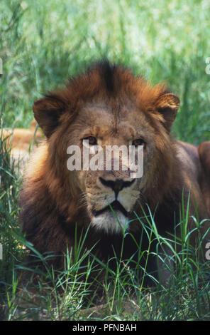 Lion im hohen Gras, Löwe und Gepard Park, süd-westlich von Harare, Simbabwe. März 27, 1998. Stockfoto