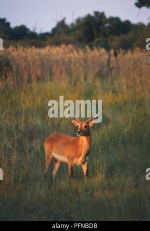 Vorderansicht eines jungen männlichen beringt Wasserbock im Gras am Moremi Game Reserve, Botswana. April 9th, 1998. Stockfoto