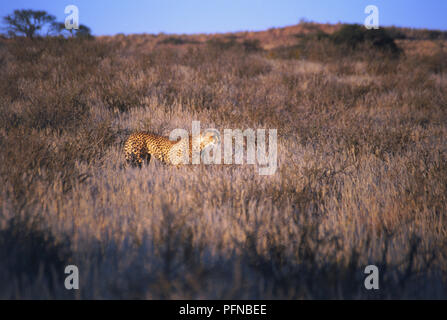 Seitenansicht eines Geparden jagen im hohen Gras in der Kalahari Gemsbok National Park, Südafrika. Mai 24, 1998. Stockfoto