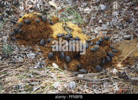 Afrikanischer Elefant (Loxodonta africana). Viele Mistkäfer Fütterung auf Elefanten Kot, Sikumi Wald Land, Simbabwe. 29. Dezember 1997. Stockfoto