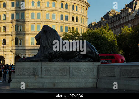 21. August 2018. Eine der Landseer's Löwen bewacht Nelson's Column. London, England. Trafalgar Square, The Strand und Deich im August Sonnenschein. Ende August am Nachmittag Sonnenschein badet, Trafalgar Square, The Strand und den Bahndamm als Pendler ihren Weg nach Hause und Touristen machen die Aussicht genießen. © Peter Hogan/Alamy leben Nachrichten Stockfoto