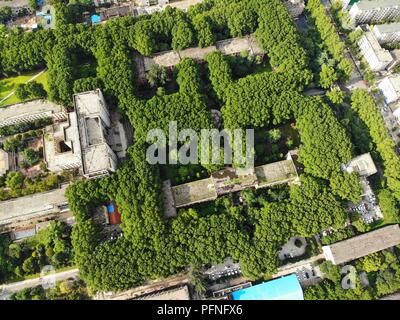 Zhengzhou, Zhengzhou, China. 22 Aug, 2018. Zhengzhou, China - das "Labyrinth" der Bäume zu Zhengzhou University in Zhengzhou gesehen werden können, die Zentrale China Provinz Henan. Credit: SIPA Asien/ZUMA Draht/Alamy leben Nachrichten Stockfoto