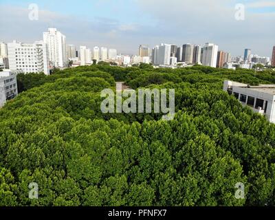 Zhengzhou, Zhengzhou, China. 22 Aug, 2018. Zhengzhou, China - das "Labyrinth" der Bäume zu Zhengzhou University in Zhengzhou gesehen werden können, die Zentrale China Provinz Henan. Credit: SIPA Asien/ZUMA Draht/Alamy leben Nachrichten Stockfoto