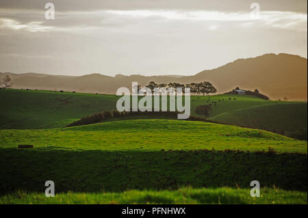 17. 29 Apr, 2018. Ackerland an der Westküste der Nordinsel von Neuseeland, im April 2018 | Verwendung der weltweiten Kredit aufgezeichnet: dpa/Alamy leben Nachrichten Stockfoto