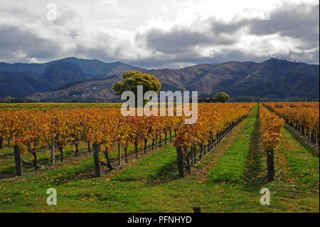 17. 27 Apr, 2018. Wein im Norden der Südinsel von Neuseeland wächst, im April 2018 | Verwendung der weltweiten Kredit aufgezeichnet: dpa/Alamy leben Nachrichten Stockfoto