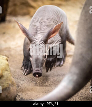 Frankfurt am Main, Deutschland. 22 Aug, 2018. Der junge Erdferkel Tier 'Memphis' untersucht die Gehege im Zoo in der Nacht Abteilung der Grzimekhaus bei einem seiner ersten Ausflüge. Die nachtaktiven Tiere wurde am 10.07.2018 geboren und wiegt mehr als sieben Kilogramm. Foto: Frank Rumpenhorst/dpa/Alamy leben Nachrichten Stockfoto