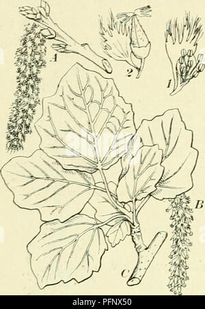 . De flora van Nederland. Pflanzen. 46 SALICACEAE. FAMILIE 25. In Schweden en Schotland leeft de Salbei, dat Het Kruis van Christus van het Hout gemaakt van dezen Boom war en dat hij als evenmin daarom de eeuwige jood Rost kon vinden. In Littauen vertelt Männer, dat toen Judas Jezus Christus hatte verraden, en hij de gevolgen van zijn verraad zag, hij in het Bosch liep om Zürich op te hangen. De boomen waakten echter en Lieten nicht Zehe, dat zulk een booswicht aan hen zijn Plan volvoerde. Alleen de ratelpopulier sliep en daaraan hing hij Zürich op. Toen de Boom ont-waakte en den verrader aan Zürich zag hangen, Stockfoto