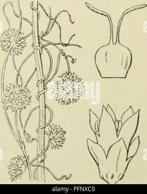 . De flora van Nederland. Pflanzen. Cuscuta Epithymum Abb. 85.. Cuscuta Epithymum AE;". Trifolii Fie. 86. 1) europaea = Europeesch. -) Epithymum=tijinbewonend. Â ¢ â) = Trifolii klaverbevvonend.. Bitte beachten Sie, dass diese Bilder sind von der gescannten Seite Bilder, die digital für die Lesbarkeit verbessert haben mögen - Färbung und Aussehen dieser Abbildungen können nicht perfekt dem Original ähneln. extrahiert. Heukels, Hendrik, 1854-1936. Leiden: N. v. boekhandel en drukkerij voorheen D.J.Brill Stockfoto