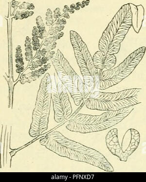 Dieser Abschnitt von *de Flora van Nederland* befasst sich mit der Familie der Ophioglossaceae und konzentriert sich auf die *Osmunda regalis* Art, oder Royal Fern. Es enthält detaillierte morphologische Beschreibungen, einschließlich der charakteristischen gewellten Fronden und unterirdischen Rhizome des Farns. Die Arbeit trägt zum botanischen Verständnis dieser in den Niederlanden heimischen Art bei. Stockfoto