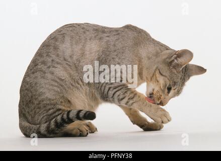 Orientalische Spotted Tabby Katze lecken Paw Stockfoto
